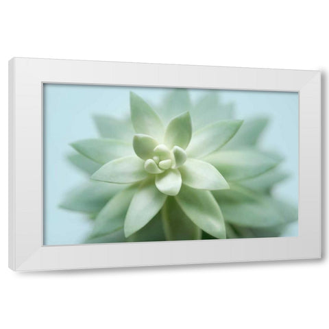Soft Focus Succulent 2 White Modern Wood Framed Art Print by Greenwood, Julie