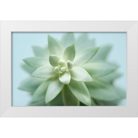 Soft Focus Succulent 2 White Modern Wood Framed Art Print by Greenwood, Julie