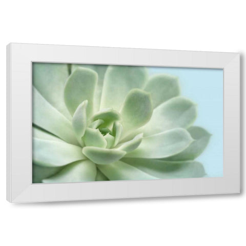 Soft Focus Succulent 3 White Modern Wood Framed Art Print by Greenwood, Julie