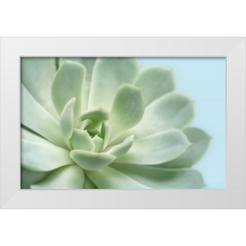 Soft Focus Succulent 3 White Modern Wood Framed Art Print by Greenwood, Julie