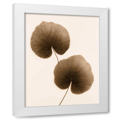 Galax Leaf White Modern Wood Framed Art Print by Greenwood, Julie