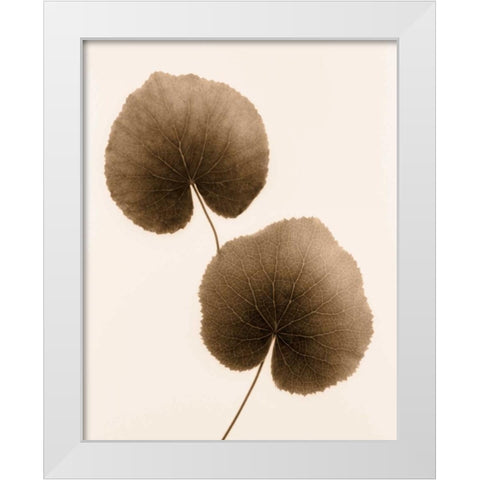 Galax Leaf White Modern Wood Framed Art Print by Greenwood, Julie