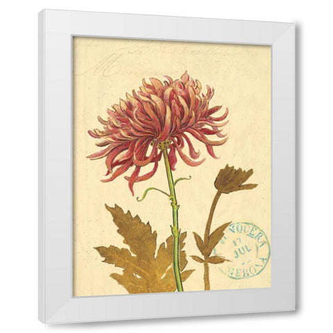 Natures Curiosities 5 White Modern Wood Framed Art Print by Barrett, Chad