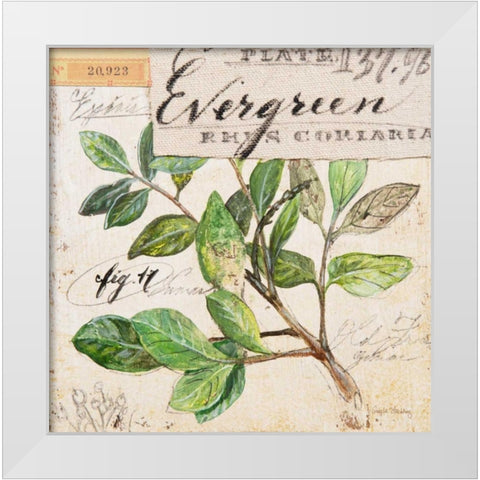 Evergreen Branch-Sketchbook White Modern Wood Framed Art Print by Staehling, Angela