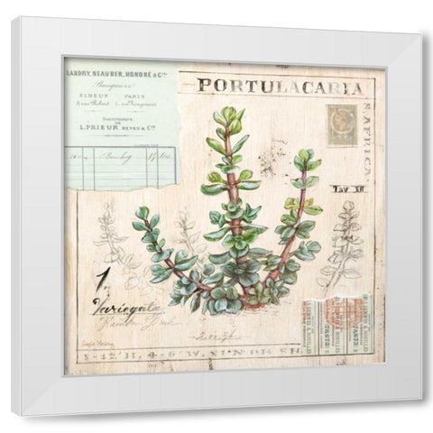 Portulacaria-Sketchbook White Modern Wood Framed Art Print by Staehling, Angela