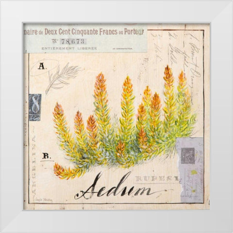 Sedium-Sketchbook White Modern Wood Framed Art Print by Staehling, Angela