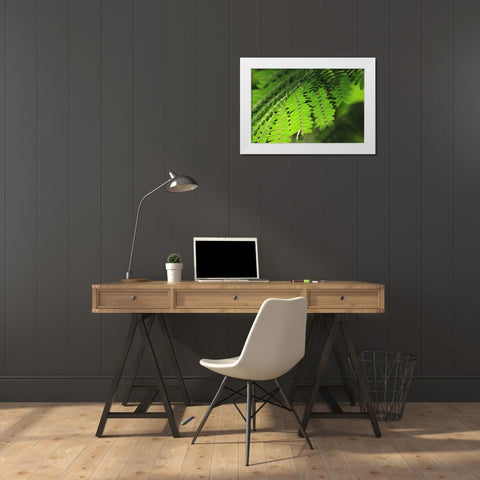 Fresh Green 1 White Modern Wood Framed Art Print by Rauscher, Michel