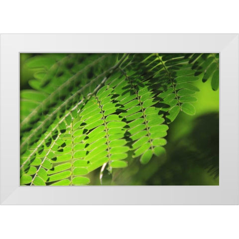Fresh Green 1 White Modern Wood Framed Art Print by Rauscher, Michel