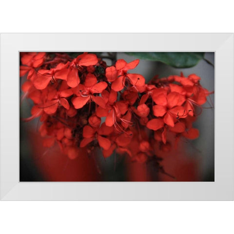Red Autumn 1 White Modern Wood Framed Art Print by Rauscher, Michel