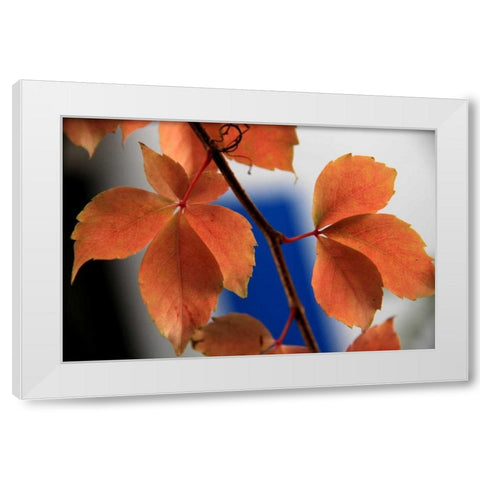 Red Autumn 2 White Modern Wood Framed Art Print by Rauscher, Michel