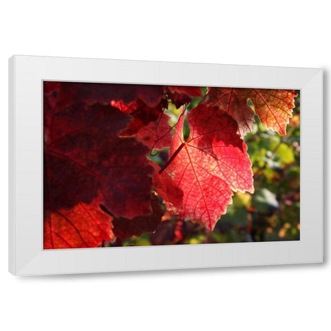 Red Autumn 4 White Modern Wood Framed Art Print by Rauscher, Michel