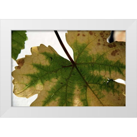 Nature Shapes 1 White Modern Wood Framed Art Print by Rauscher, Michel