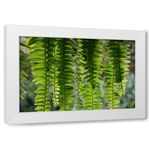 Nature Shapes 3 White Modern Wood Framed Art Print by Rauscher, Michel