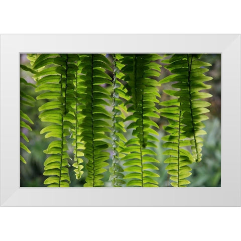 Nature Shapes 3 White Modern Wood Framed Art Print by Rauscher, Michel