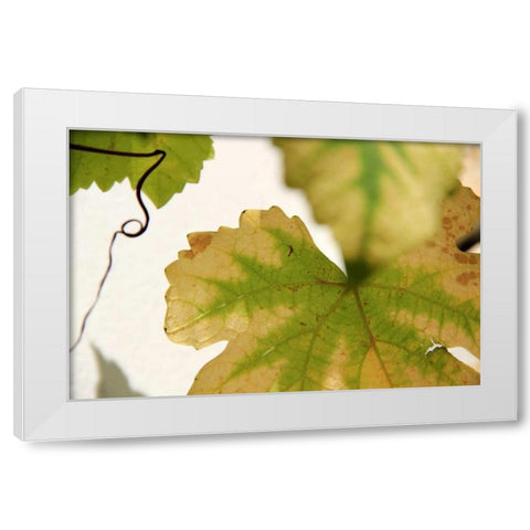 Nature Shapes 4 White Modern Wood Framed Art Print by Rauscher, Michel