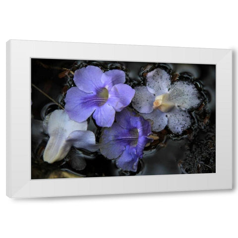 Floral Pond 2 White Modern Wood Framed Art Print by Rauscher, Michel