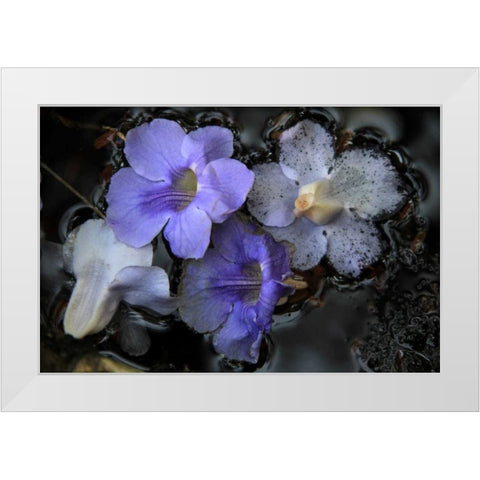 Floral Pond 2 White Modern Wood Framed Art Print by Rauscher, Michel