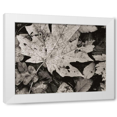 Forest Detail White Modern Wood Framed Art Print by Aniballi, Brett