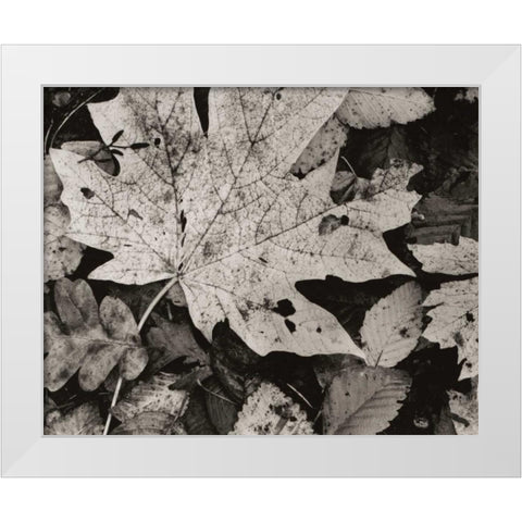 Forest Detail White Modern Wood Framed Art Print by Aniballi, Brett