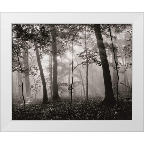 Sun Filters White Modern Wood Framed Art Print by Aniballi, Brett