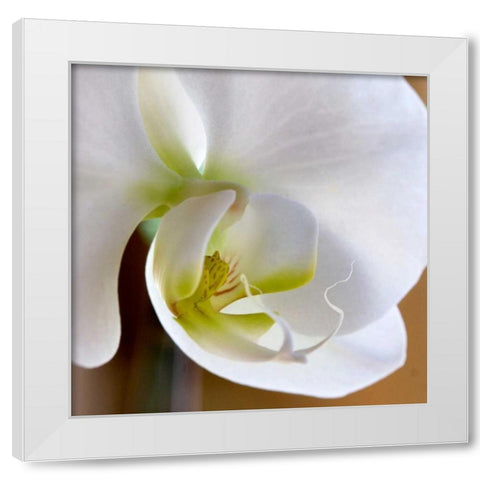 Ivory Orchid White Modern Wood Framed Art Print by Amber Light Gallery