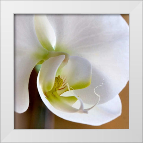 Ivory Orchid White Modern Wood Framed Art Print by Amber Light Gallery