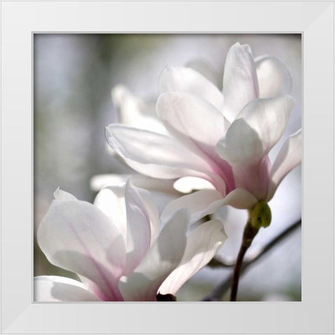Ivory Magnolia White Modern Wood Framed Art Print by Amber Light Gallery