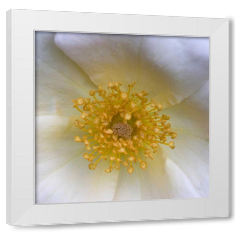 Cosmos Center White Modern Wood Framed Art Print by Amber Light Gallery