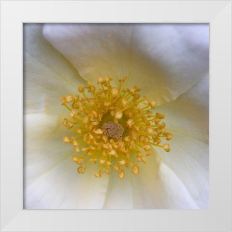 Cosmos Center White Modern Wood Framed Art Print by Amber Light Gallery