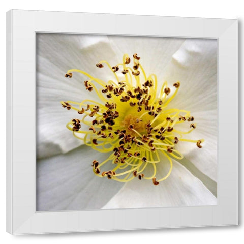 Rose Center White Modern Wood Framed Art Print by Amber Light Gallery