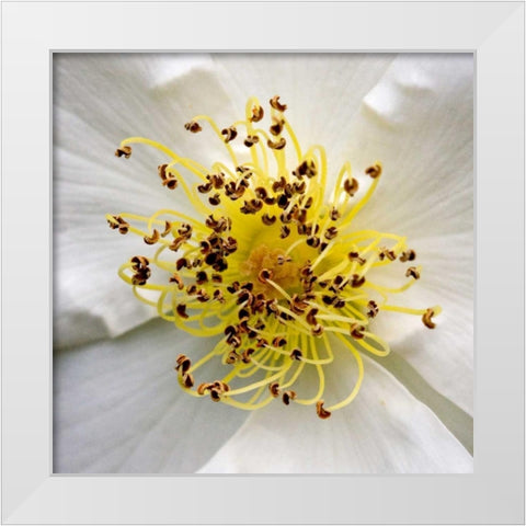 Rose Center White Modern Wood Framed Art Print by Amber Light Gallery