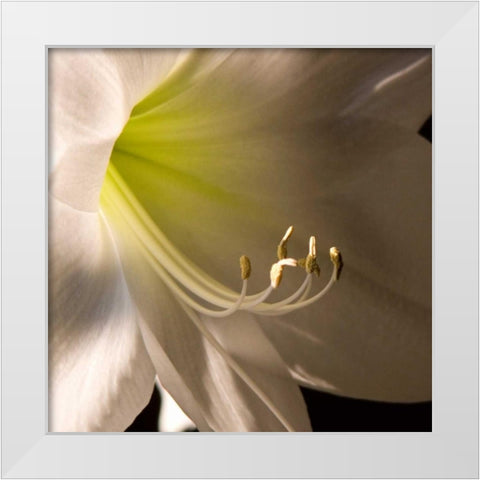 Ivory Amarylis White Modern Wood Framed Art Print by Amber Light Gallery