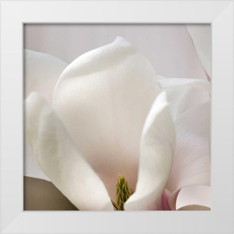 Magnolia Detail White Modern Wood Framed Art Print by Amber Light Gallery