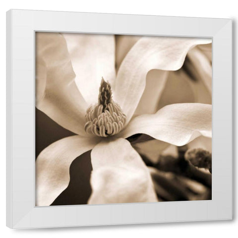 Star Magnolia White Modern Wood Framed Art Print by Amber Light Gallery