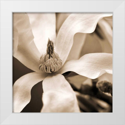 Star Magnolia White Modern Wood Framed Art Print by Amber Light Gallery