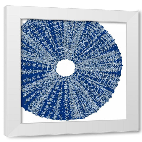 Sepia Shell Life 2 White Modern Wood Framed Art Print by Amber Light Gallery