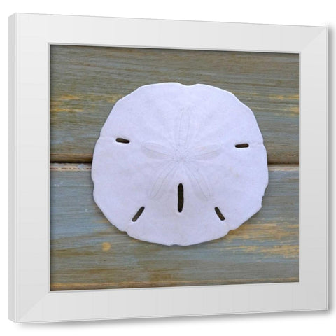 White Sand Dollar  White Modern Wood Framed Art Print by Amber Light Gallery