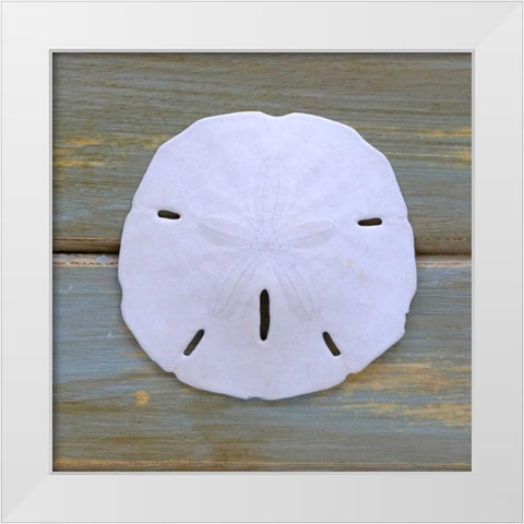 White Sand Dollar  White Modern Wood Framed Art Print by Amber Light Gallery