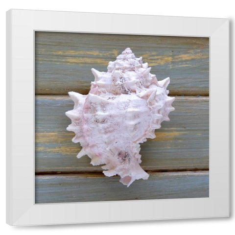 White Conch  White Modern Wood Framed Art Print by Amber Light Gallery