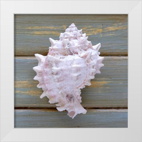 White Conch  White Modern Wood Framed Art Print by Amber Light Gallery