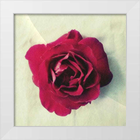Paris Rose White Modern Wood Framed Art Print by Dvorak, Vicki