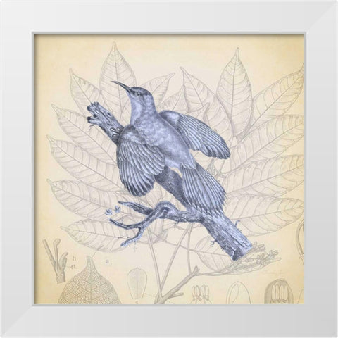Hummingbird Study 2 White Modern Wood Framed Art Print by James, Christopher