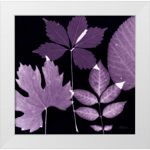 Plum Sunprint Leaves White Modern Wood Framed Art Print by Zamudio, Dan