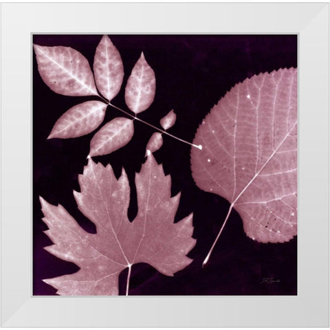 Cabernet Sunprint Leaves White Modern Wood Framed Art Print by Zamudio, Dan