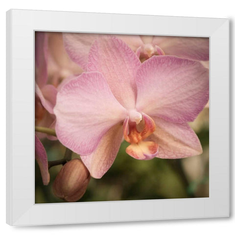 Orchid Romance White Modern Wood Framed Art Print by Sememza, Marlana