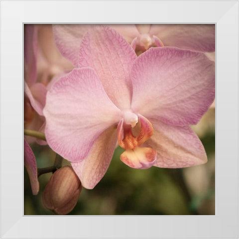 Orchid Romance White Modern Wood Framed Art Print by Sememza, Marlana