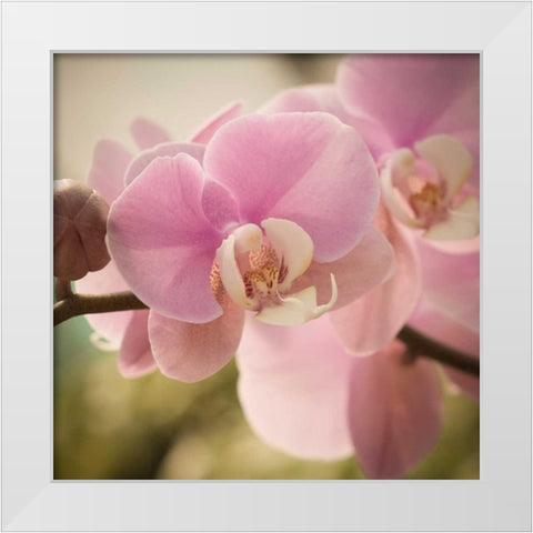Orchid Affair White Modern Wood Framed Art Print by Sememza, Marlana