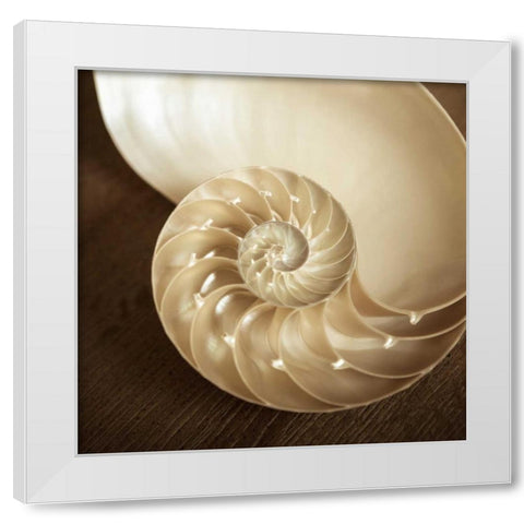 Natural Nautilus White Modern Wood Framed Art Print by Semenza, Marlana