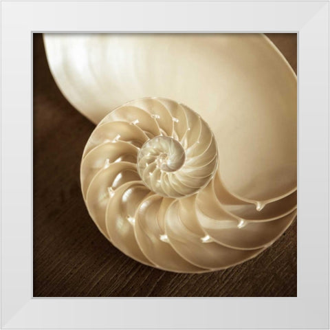 Natural Nautilus White Modern Wood Framed Art Print by Semenza, Marlana