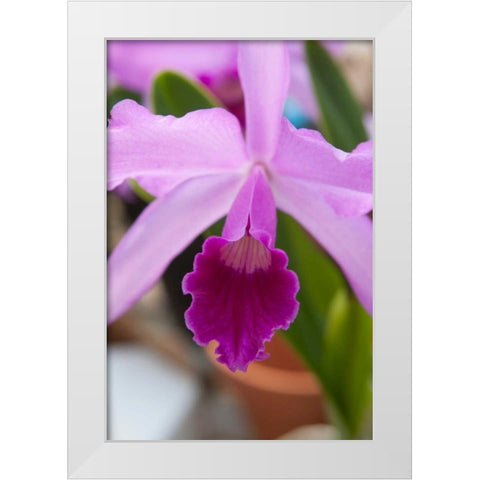 Orchid Close Up White Modern Wood Framed Art Print by Semenza, Marlana